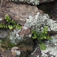 Asplenium subglandulosum at Kowen, ACT - 17 Sep 2016 09:30 AM