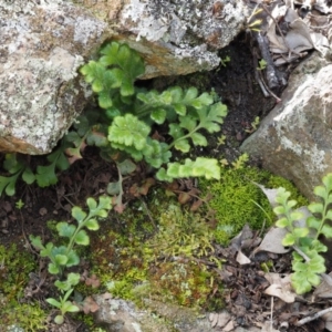 Asplenium subglandulosum at Kowen, ACT - 17 Sep 2016 09:30 AM