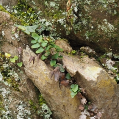 Pellaea calidirupium (Hot Rock Fern) at Kowen, ACT - 17 Sep 2016 by KenT