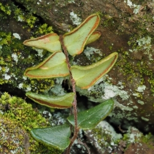 Pellaea calidirupium at Kowen, ACT - 17 Sep 2016