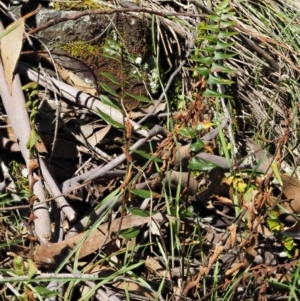 Pellaea calidirupium at Kowen, ACT - 17 Sep 2016 12:41 PM