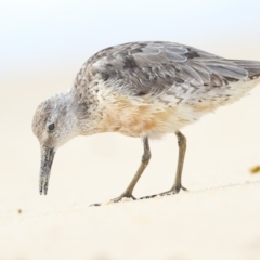 Calidris canutus (Red Knot) at Eden, NSW - 7 Nov 2015 by Leo