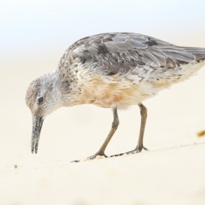 Calidris canutus (Red Knot) at Eden, NSW - 6 Nov 2015 by Leo