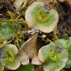 Lunularia cruciata (A thallose liverwort) at Kowen, ACT - 17 Sep 2016 by KenT