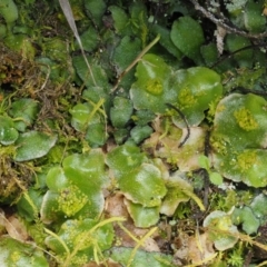 Lunularia cruciata at Kowen, ACT - 17 Sep 2016