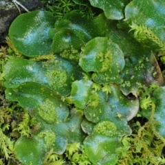 Lunularia cruciata at Kowen, ACT - 17 Sep 2016