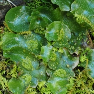 Lunularia cruciata at Kowen, ACT - 17 Sep 2016