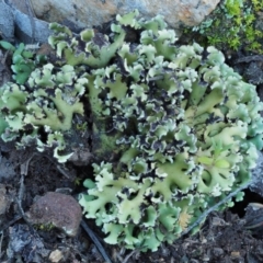 Heterodea sp. (A lichen) at Molonglo Gorge - 16 Sep 2016 by KenT