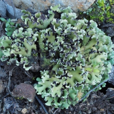 Heterodea sp. (A lichen) at Kowen, ACT - 17 Sep 2016 by KenT