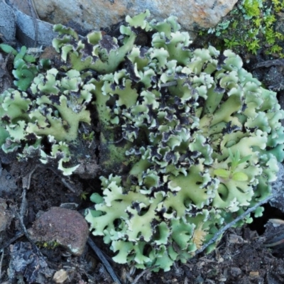 Heterodea sp. (A lichen) at Molonglo Gorge - 16 Sep 2016 by KenT