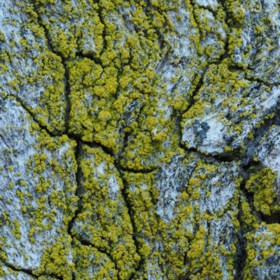 Chrysothrix xanthina (A lichen) at Kowen, ACT - 17 Sep 2016 by KenT