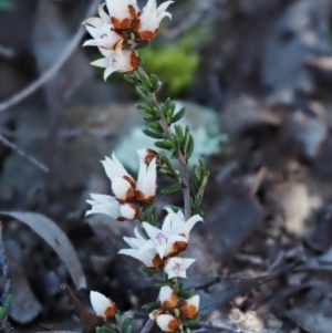 Cryptandra speciosa subsp. speciosa at Kowen, ACT - 17 Sep 2016