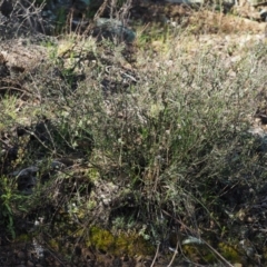 Cryptandra speciosa subsp. speciosa at Kowen, ACT - 17 Sep 2016