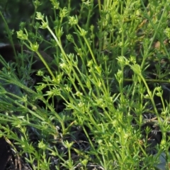 Galium gaudichaudii subsp. gaudichaudii (Rough Bedstraw) at Kowen, ACT - 16 Sep 2016 by KenT