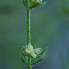 Galium gaudichaudii subsp. gaudichaudii at Kowen, ACT - 17 Sep 2016