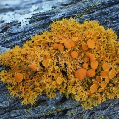 Teloschistes sp. (genus) (A lichen) at Kowen, ACT - 16 Sep 2016 by KenT