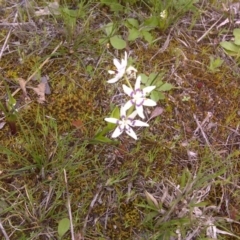 Wurmbea dioica subsp. dioica (Early Nancy) at Symonston, ACT - 17 Sep 2016 by Mike