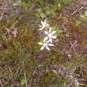 Wurmbea dioica subsp. dioica at Symonston, ACT - 17 Sep 2016