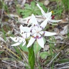 Wurmbea dioica subsp. dioica at Symonston, ACT - 17 Sep 2016