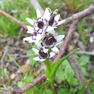 Wurmbea dioica subsp. dioica at Symonston, ACT - 17 Sep 2016