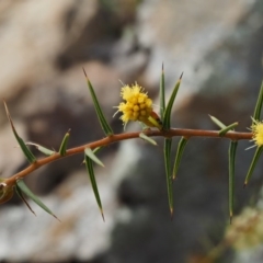 Acacia ulicifolia (Prickly Moses) at Kowen, ACT - 17 Sep 2016 by KenT