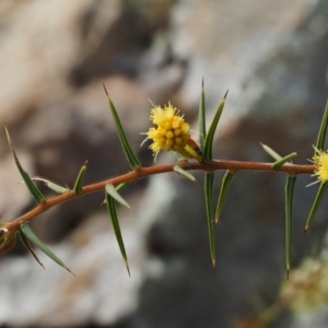 Acacia ulicifolia at Kowen, ACT - 17 Sep 2016 07:54 AM