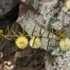 Acacia ulicifolia at Kowen, ACT - 17 Sep 2016 07:54 AM