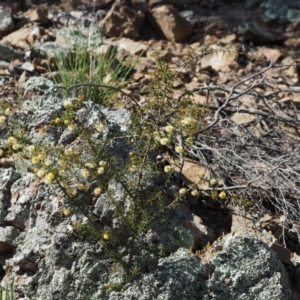 Acacia ulicifolia at Kowen, ACT - 17 Sep 2016 07:54 AM