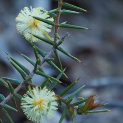 Acacia ulicifolia at Kowen, ACT - 17 Sep 2016 07:54 AM