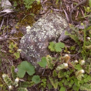 Cheilanthes distans at Symonston, ACT - 17 Sep 2016