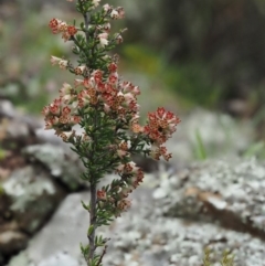 Cryptandra sp. Floriferous (W.R.Barker 4131) W.R.Barker at Kowen, ACT - 17 Sep 2016