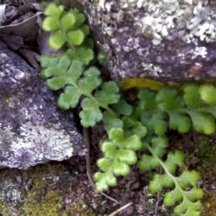 Pleurosorus rutifolius (Blanket Fern) at Mount Mugga Mugga - 17 Sep 2016 by Mike