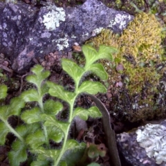 Asplenium subglandulosum at Symonston, ACT - 17 Sep 2016