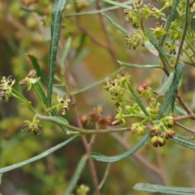 Dodonaea viscosa subsp. angustissima (Hop Bush) at Molonglo Gorge - 17 Sep 2016 by KenT