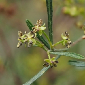 Dodonaea viscosa subsp. angustissima at Kowen, ACT - 17 Sep 2016