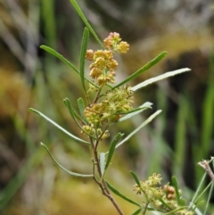 Dodonaea viscosa subsp. angustissima at Kowen, ACT - 17 Sep 2016