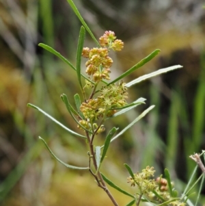 Dodonaea viscosa subsp. angustissima at Kowen, ACT - 17 Sep 2016