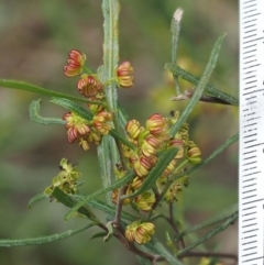 Dodonaea viscosa subsp. angustissima at Kowen, ACT - 17 Sep 2016