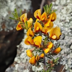 Pultenaea microphylla (Egg and Bacon Pea) at Molonglo Gorge - 16 Sep 2016 by KenT