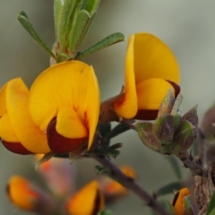 Pultenaea microphylla at Kowen, ACT - 17 Sep 2016 09:42 AM