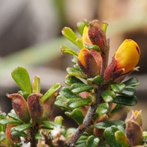 Pultenaea microphylla at Kowen, ACT - 17 Sep 2016 09:42 AM