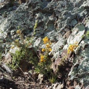 Pultenaea microphylla at Kowen, ACT - 17 Sep 2016 09:42 AM