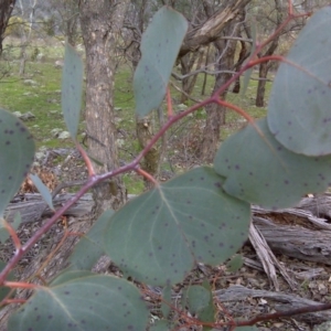 Eucalyptus polyanthemos subsp. vestita at Mount Mugga Mugga - 17 Sep 2016