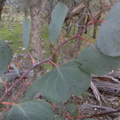 Eucalyptus polyanthemos subsp. vestita (Red Box) at Mount Mugga Mugga - 17 Sep 2016 by Mike