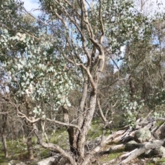 Eucalyptus polyanthemos subsp. vestita at Mount Mugga Mugga - 17 Sep 2016 03:12 PM