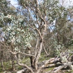 Eucalyptus polyanthemos subsp. vestita at Symonston, ACT - 17 Sep 2016