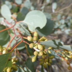 Eucalyptus polyanthemos subsp. vestita at Mount Mugga Mugga - 17 Sep 2016