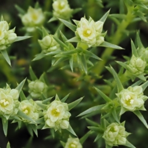 Scleranthus diander at Kowen, ACT - 17 Sep 2016