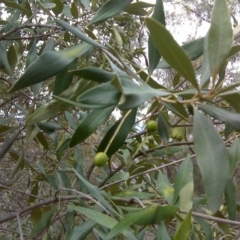 Olea europaea subsp. cuspidata (African Olive) at Mount Mugga Mugga - 17 Sep 2016 by Mike