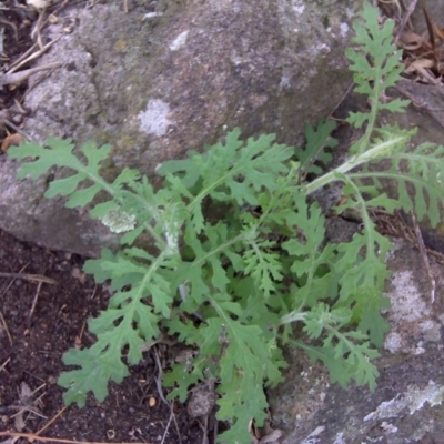 Senecio bathurstianus (Rough Fireweed) at Symonston, ACT - 17 Sep 2016 by Mike